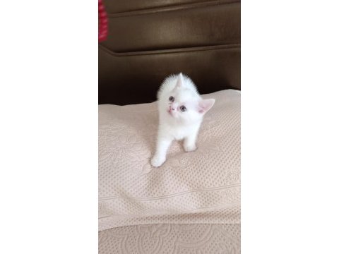 British shorthair dişi