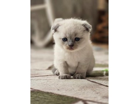 2 adet scottish fold yavrumuz yeni yuvasına hazır