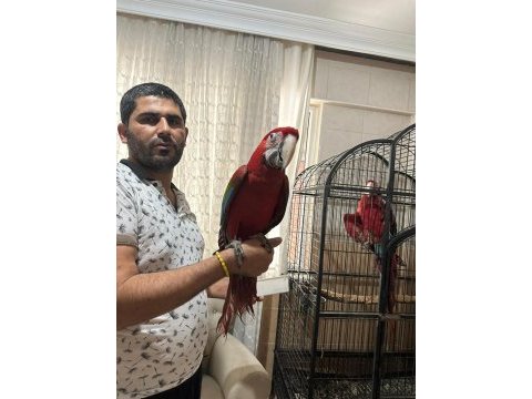 Kırmızı resim kuşu ara macaw