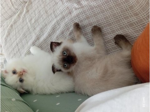 3-6 aylık scottish fold yavrularımız için yuva arıyoruz