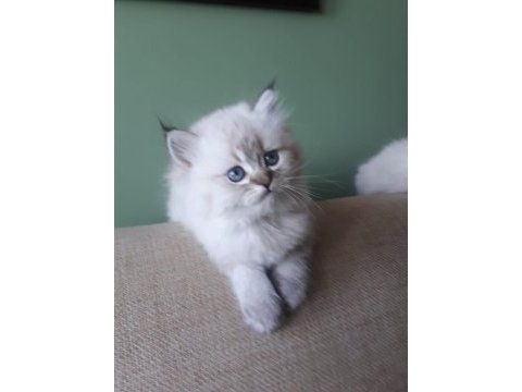 Anne sütü ile büyüyen 2 erkek bir dişi ragdoll yavrular