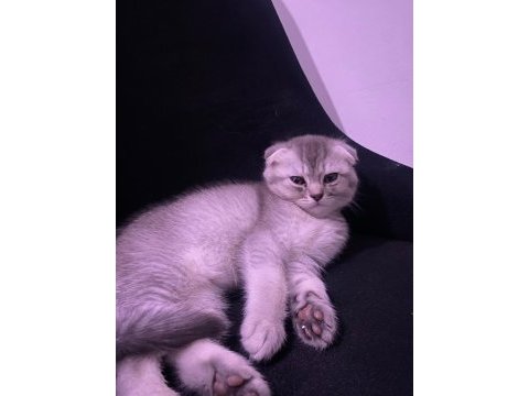 Teslime hazır scottish fold silver dişi