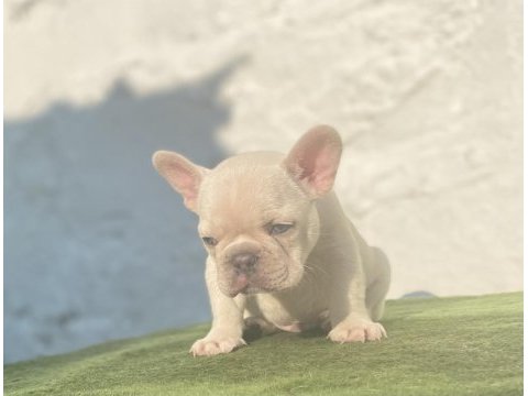 Blue tan platinum anatomi harikası egzotik french bulldog