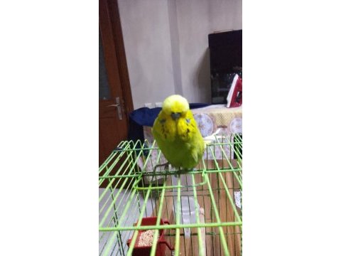 Takaslık muhabbet kuşu