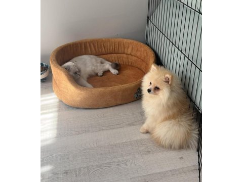 3 aylık erkek pomeranian tüm aşıları tamam