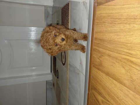 Poodle köpeğim 50 günlük