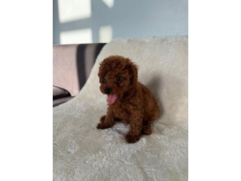2 aylık kaliteli koyu renk poodle