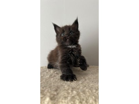 Sağlık ve ırk garantili minik maine coon devler