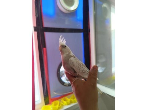 Bebek sultan papağanları