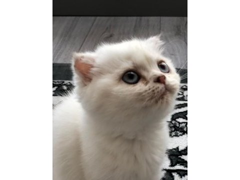 Scottish fold dişi mavi gözlü beyaz kedimiz