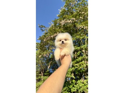 Saf kan pomerinian boo yavrumuz yeni yuvasına hazır