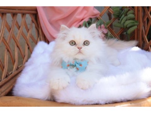 Krem rengi british longhair erkek yavru