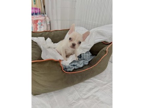 Lilak platinium (dişi) french bulldog