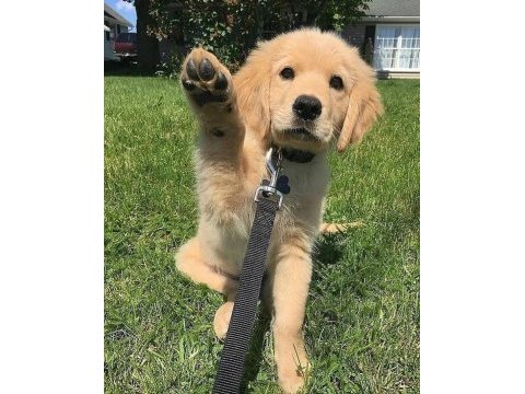 Türkiyenin en güvenilir çiftliğinden golden retriever