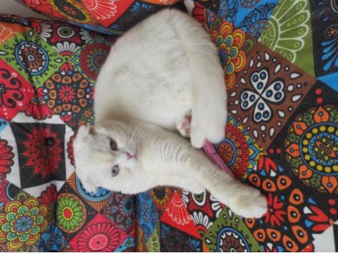 Kısır olmayan on aylık dişi scottish fold
