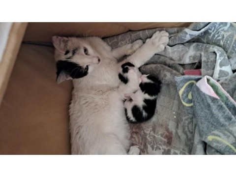Sokakta baktığımız kedinin 2 yavrusu oldu