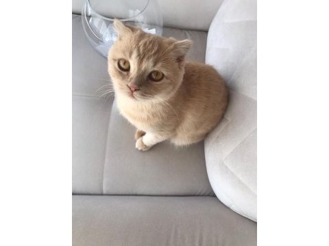 Scottish fold bal oğlumuza yeni yuva