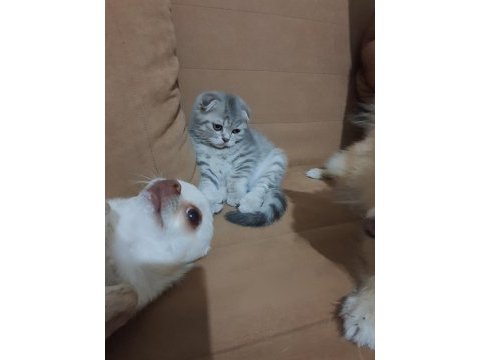 Scottish fold erkek