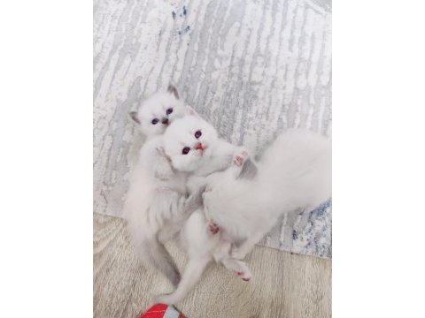 25 günlük british longhair yavru