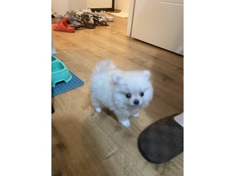 1.5 aylık pomeranian yavruları