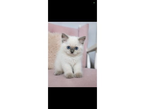 Minicik kutu bebeği güzel kedimiz yeni evini bekliyor