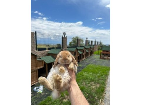 Mini lop tavşan çiftliği - her ile gönderim!