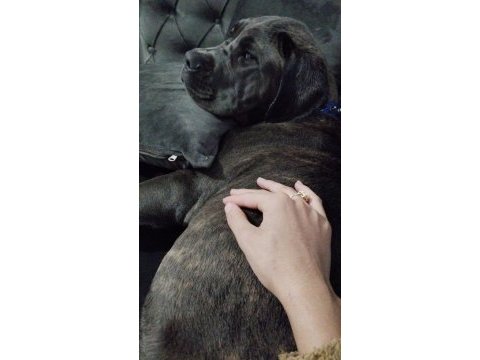 Safkan cane corso