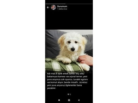 8 aylık maltese terrier