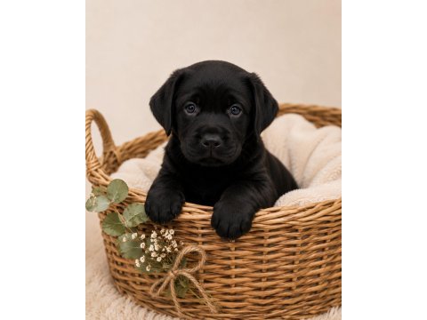 Safkan labrador retriever yavrularımız