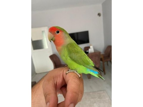 Ele alışkın sağlıklı cennet sevda papağanı