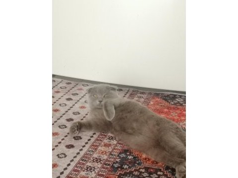 1 yaşında dişi scottish fold kedimiz