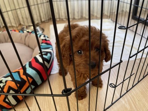 Yavru toy poodle