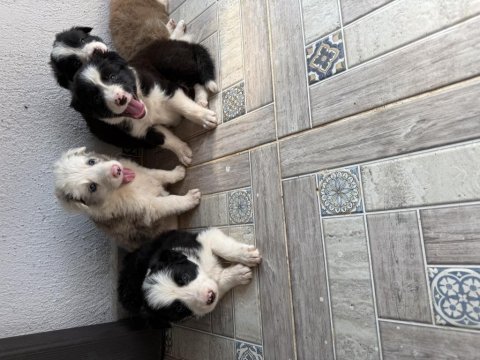 Üreticiden harika border collıe yavrular