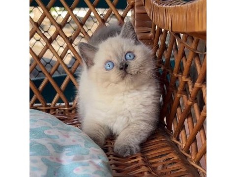 Masmavi gözleriyle bluepoint british shorthair