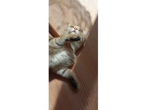 Yurt dışına çıkcam acil kedimiz