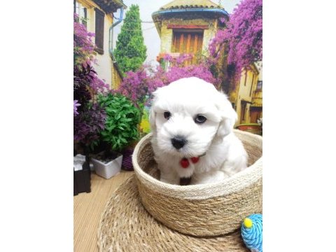 A kalite maltese terrier yavrular