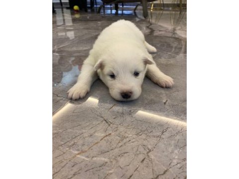 Safkan samoyed yavruları kartopu