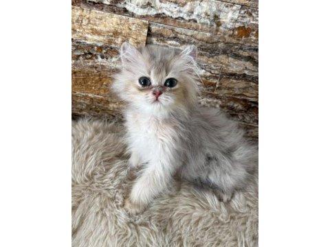 2 buçuk aylık british longhair bebeğimiz