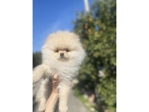 Ayı surat pomeranian boo erkek