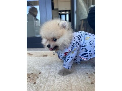 Leo pomeranian boo