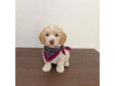 Maltipoo yavrularımız