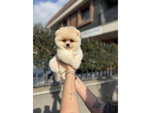 Ayı surat pomeranian boo yavrularımız