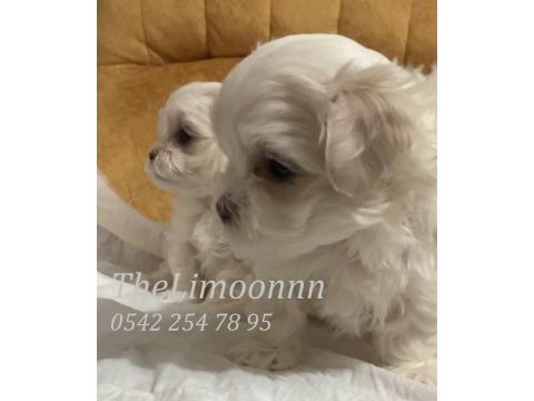 Veteriner hekim kontrolünde maltese terrier yavruları