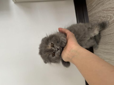 2 aylık dişi uzun tüylü scottish fold