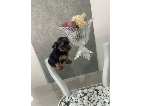 Yorkshire terrier yavrularım