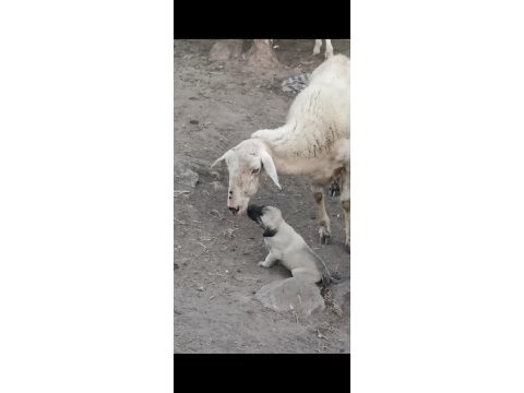 1 aylık çoban köpeği yavruları