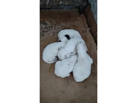 Aktif avcı ana babadan setter yavruları
