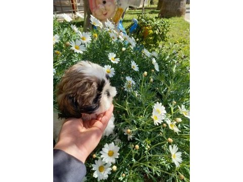 Safkan shih tzu