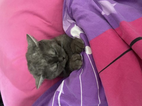 British shorthair dişi kedimiz