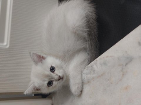 Safkan british shorthair silver dişi yavru